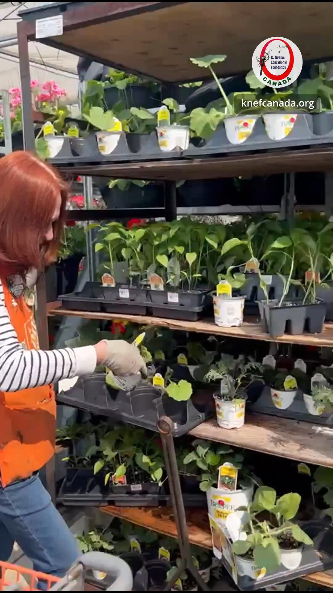 From Saplings to Harvest 🌱🍅
It all began at our local nursery, we brought tomato saplings to our @knefcanada farm. Months of dedicated care, organic nourishment, and sustainable techniques have led to this moment. Our tomatoes are now ripe and ready.