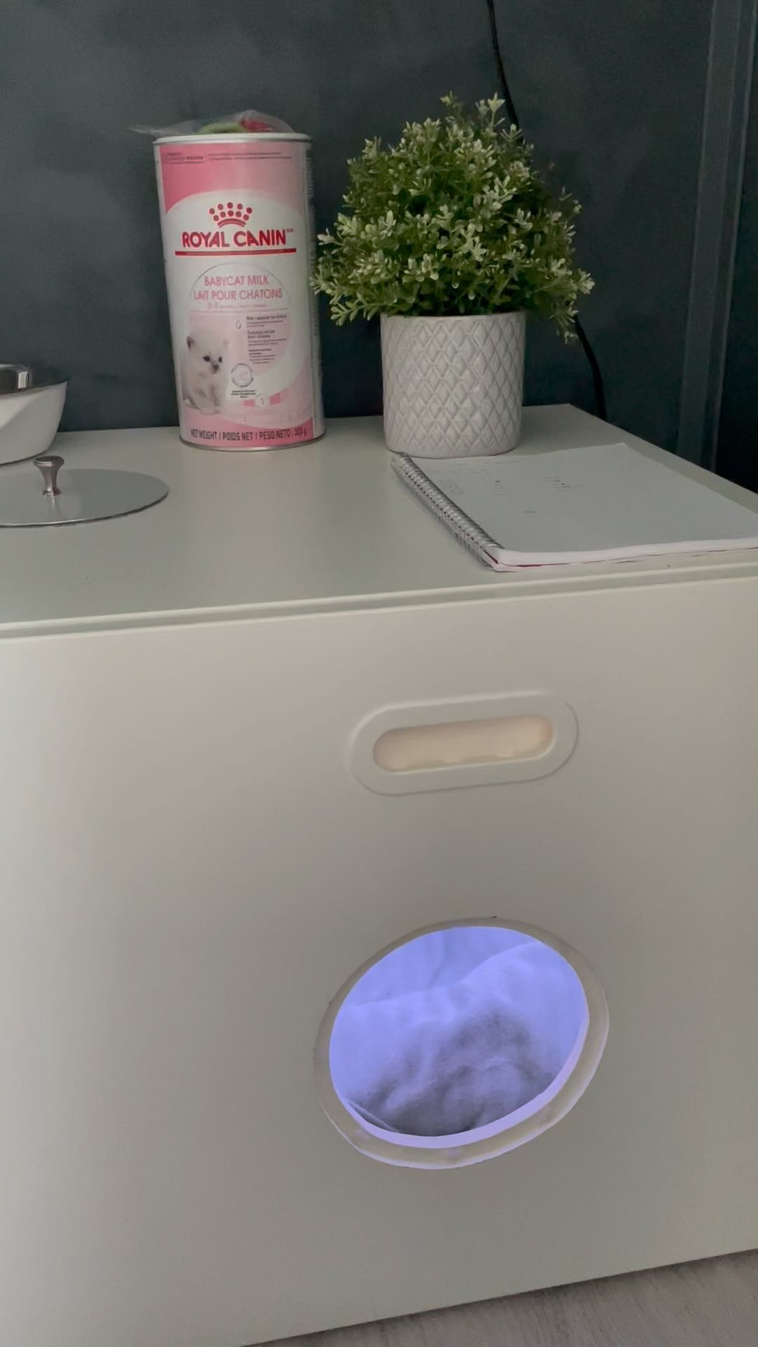 🩵🩵 #sacredbirman #birman #birmancat #fluffy #longhair #helligbirma #lilacpoint #sealpoint #colourpoint #colorpoint #whitecoat #blueeyes #blueeyedcat #birma #catsoninstagram #catsofinstagram #cats #cat #catsoftheworld #catsagram #catoftheday #kattensrollsroys #bellatrixlestrange