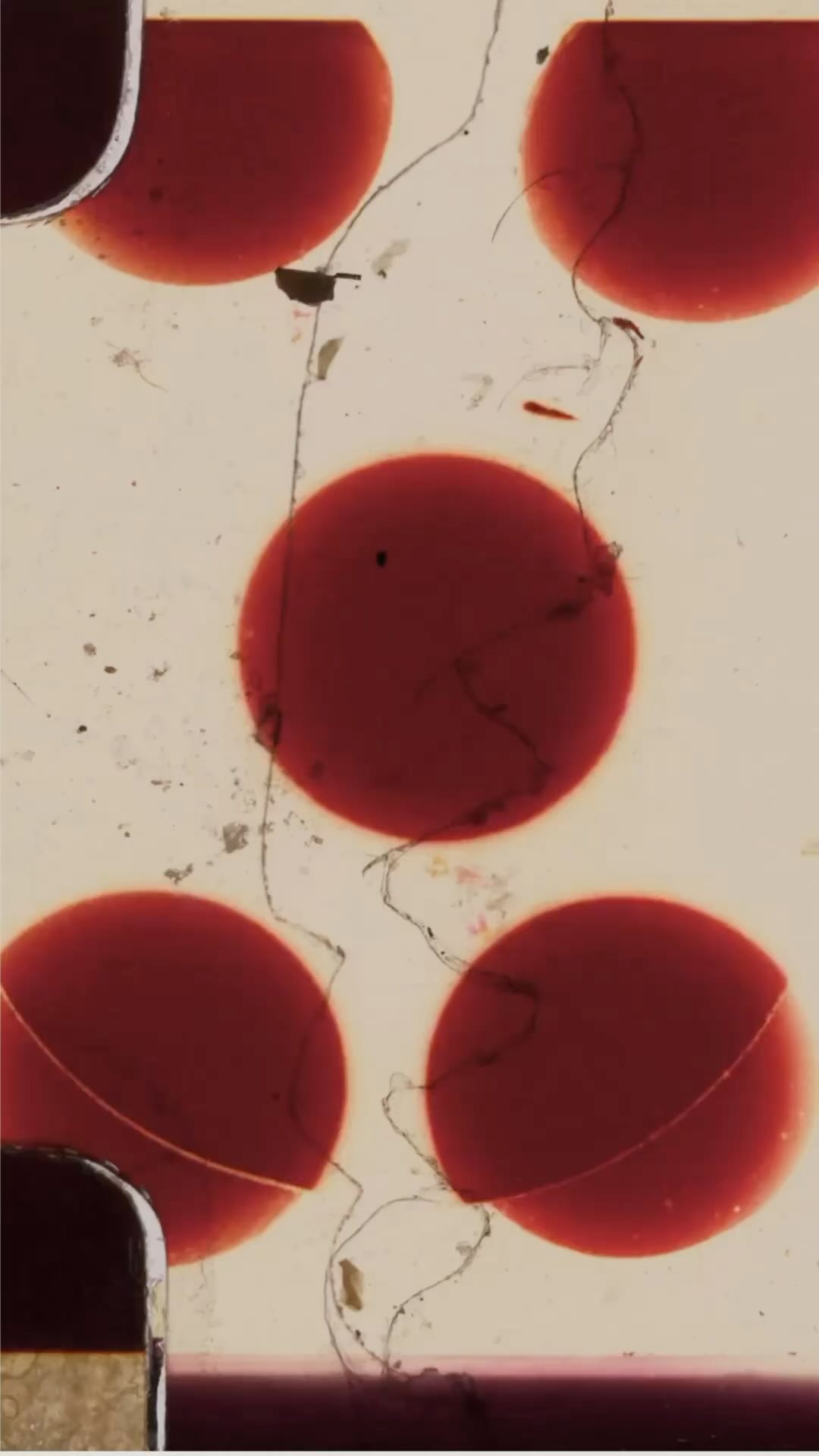 He’s young rebellious and his next in line for the throne…
He’s also a teenager and all he cares about our basketball social media and his best friend Louella. when tragedy strikes everything he’s ever known will be put to the test. Will he make the cut? ##booktok##newrelease##viral##kdrama##Koreanbooks#y#youngadultf#friendstoloversr#romanticthrillerl#las#southkorea