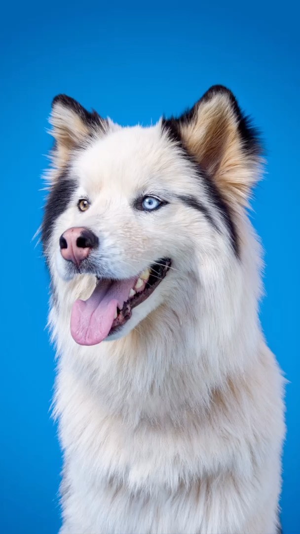 My beautiful babies. Folan and Skye #huskylove #gaydads #dogsofinstagram #huskylovers #lovemydogs