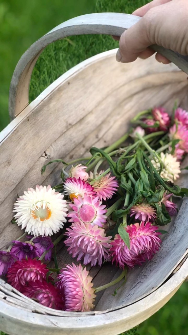 A little helichrysum harvest this evening 🌸💕 #helichrysum #sarahraven #driedflowers #eveningsun #cutflowers #cutflowergarden #cottagegarden #countrystyle #countryliving #countrylife #newforest #flowerart #botanicalart #floralart #cottagecore #cottagecoreaesthetic