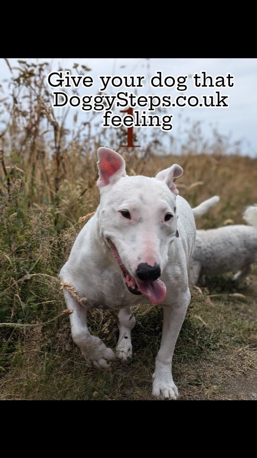 Dog walking services in Guernsey. DoggySteps.co.uk loves a happy hound #guernsey #dogwalkingservices #guernseydogs