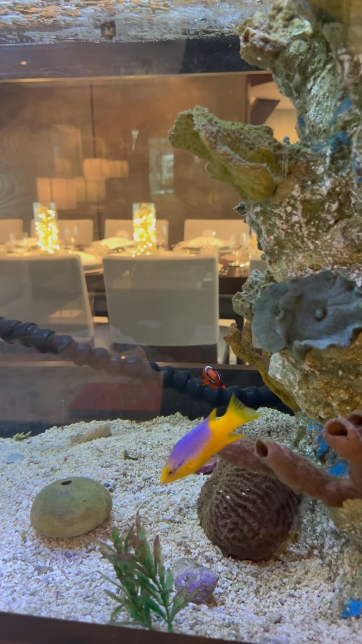 48.8m/160’ 1 Christensen M/Y ODESSA & it’s perfectly designed elegantly modern interior by Armani Casa.
📍Croatia, Montenegro, Slovenia, Venice
She is host to 6 ample staterooms & can sleep 12 onboard. She is serviced by 9 crew members.
Low Rate: €250,000 per week
High Rate: €275,000 per week
Contact me for more information or to book.