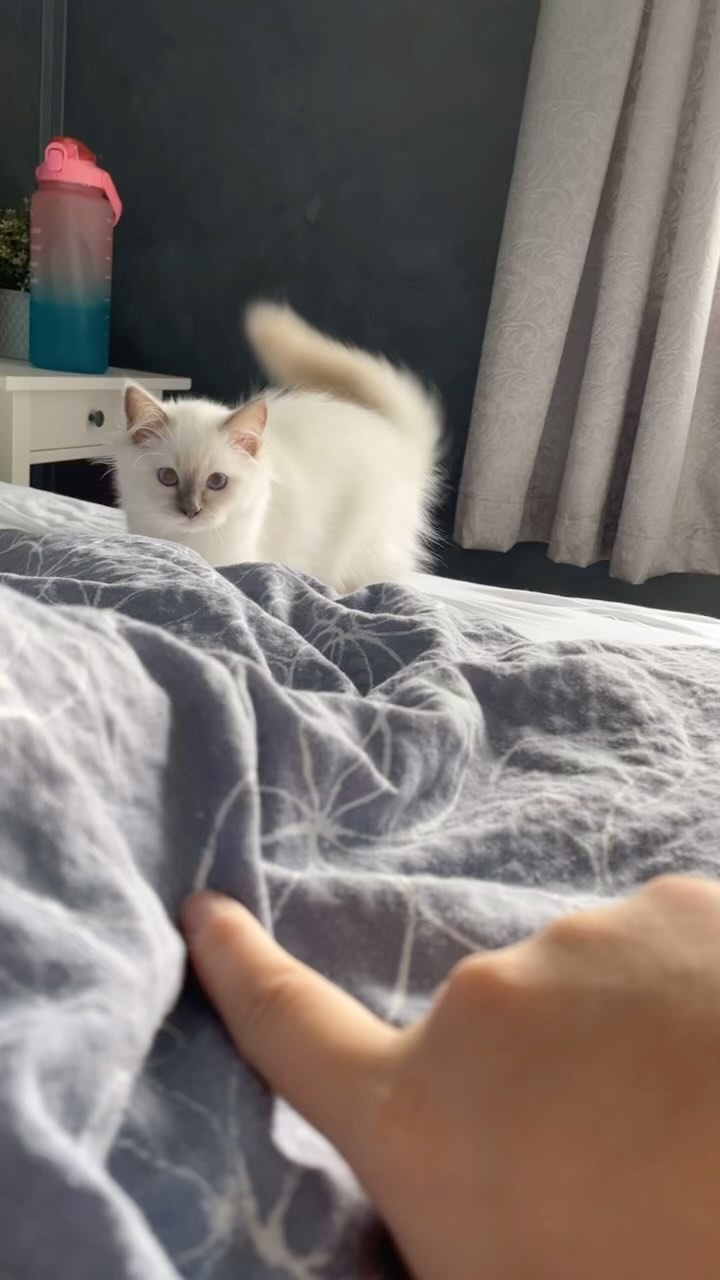 Morning playtime with Lucius - with Narcissa watching 😻 #happycaturday #harrypottercat #narcissamalfoy #luciusmalfoy #sacredbirman #birman #birmancat #fluffy #longhair #helligbirma #lilacpoint #sealpoint #colourpoint #colorpoint #whitecat #blueeyes #blueeyedcat #birma #catsoninstagram #catsofinstagram #cats #cat #catsoftheworld #catsagram #catoftheday #kattensrollsroys