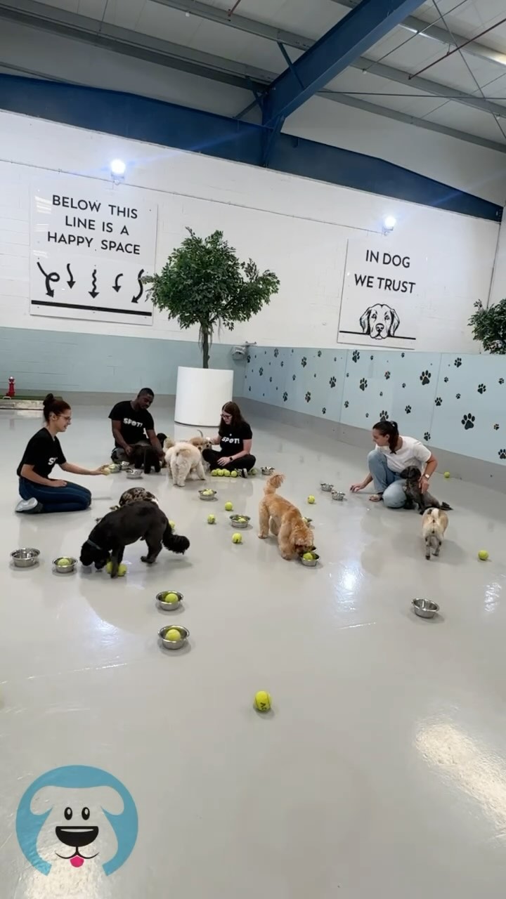 Monday Funday with our little ones! 🎾
The summers in Dubai are hot and long and we do our best to make sure they’re well entertained and looked after of course! 🩵😊
.
#dubaidogs #dogsindubai #dubai #mydubai #dogs #nyc #hellofromspot #boarding #grooming #welovedogs #dogsofdubai #dubaidog #doggieboarding #doggiedaycare #doggieboarding #dogdaycare #dogdays #uaedogs #dxbdogs #everydayawesome #adoptdontshop #pethealth #petnutrition #happypup #dog