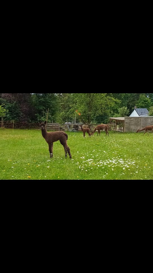 Ein kleines Update zu #hazeldasobstwiesenalpaka und #vitodasobstwiesenalpaka ! Ich würde sagen, den beiden geht's gut 🦙🦙! 🥰
#unsgehtsgut #obstwiesenalpakas #alpakas #alpacas #alpaka #alpaca #alpakasofinstagram #alpacasofinstagram #pepperdasobstwiesenalpaka #badmünstereifel #badmunstereifel #euskirchen #bonn #höhengebietbadmünstereifel #holzem #effelsberg #koblenz #bonn #köln #cologne #aufgehts