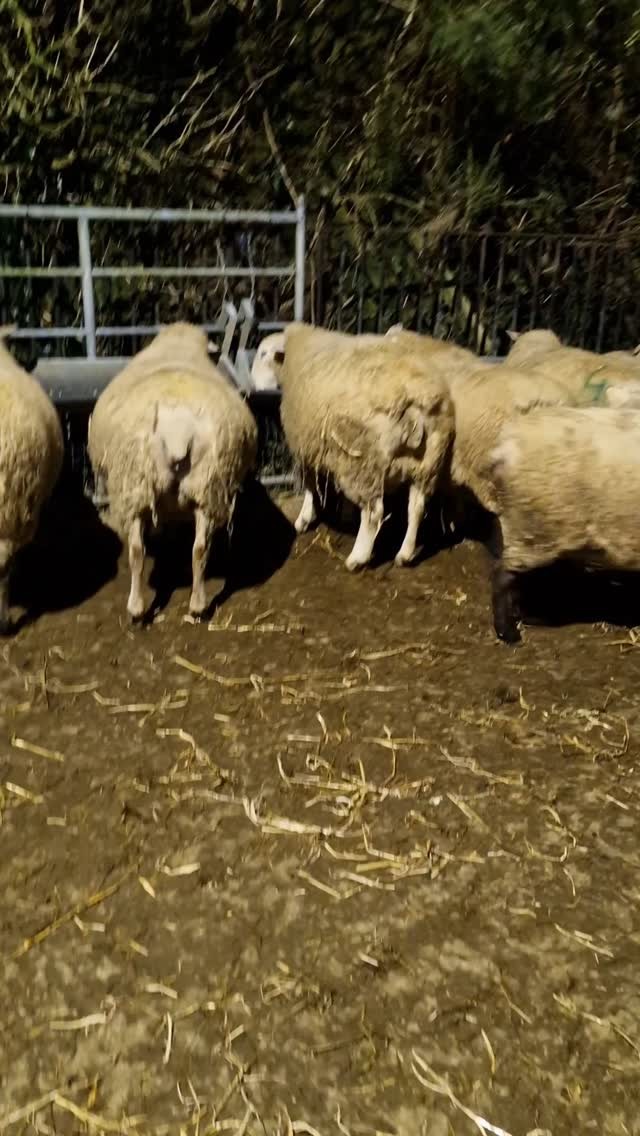 It's be rude not to, eh?#sheepfarmer #sheep365 #sheepofinstagram #farming365 #gardenofireland #sheepworld #farmingireland #sheepfarming