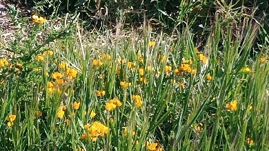 Springtime in Tarifa is the best. Warm, good wind, beautiful wild flowers everywhere. Come and stay with us at High Flyer's Kite House and enjoy all we have to offer at the Mecca of Kitesurf!
www.highflyerstarifa.com
#tarifa #beautifultarifa #primavera #kiresurfiparadise #kitesurfcamp #kitesurfholidays