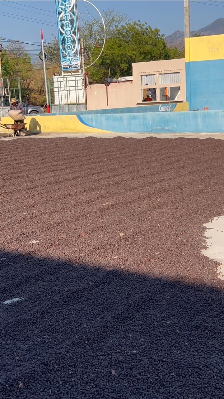 Coffee, coffee everywhere🍒🔥
#elgigantecoffee #thegiant #cosecha2023 #elgigantecoffee #elgigante #specialtycoffee #specialtycoffeeroaster #specialtycoffeeshop #specialtycoffeeassociation #specialtycoffeeassociation #specialtycoffees #specialtycoffeebeans #coffeeaddict #coffeeislife #coffeegram #coffeebreak #coffeeart #cafecito #cafelife #barista #baristadaily #baristalife #coffee #coffeefarm