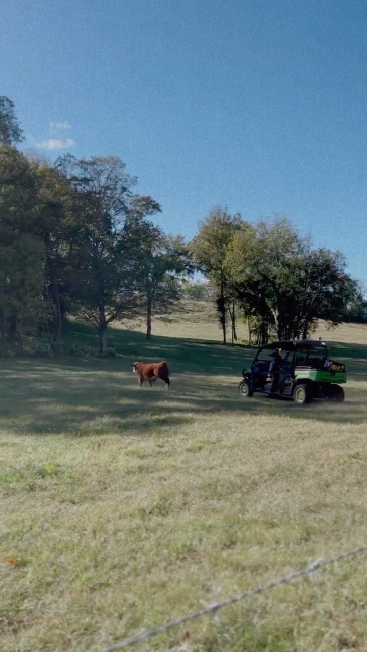 A little Sunday afternoon on the farm rounding up calves, checking on pregnant mamas and fixing fences and many other things!
@kortnilasater @forgedcolern #farmlife #calf #cow #cowgirl #cowboy #hereford #cattle #ranch #homestead #lasaterhomestead #tennessee #christainlife