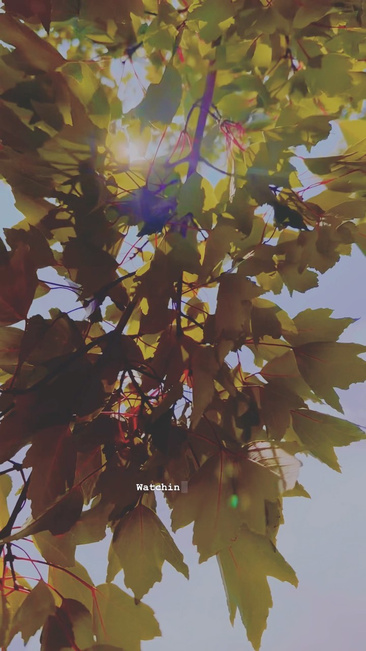 Watching the leaves dance in the breeze.
.
.
#slowandsimpledays #endofsummervibes #dancingleaves #edgeofautumn #beautyintheeveryday