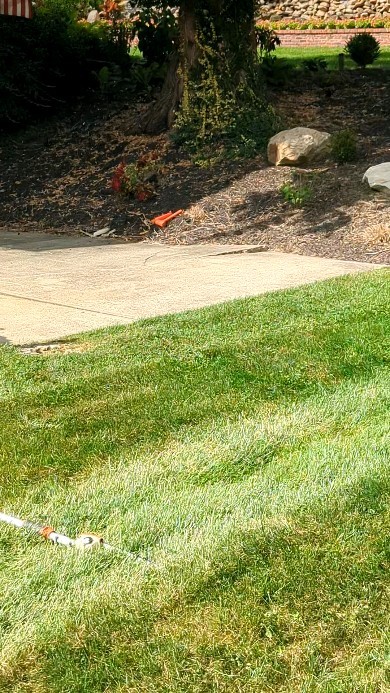Dawn of Redwood removal. Unfortunately, this beast has overgrown its location. It has become a hazard and the root system is destroying the driveway. We will be salvaging the trunk. I can't wait to crack her open. #treeservice #treeremoval #treepruning #arborist #arboristsofinstagram