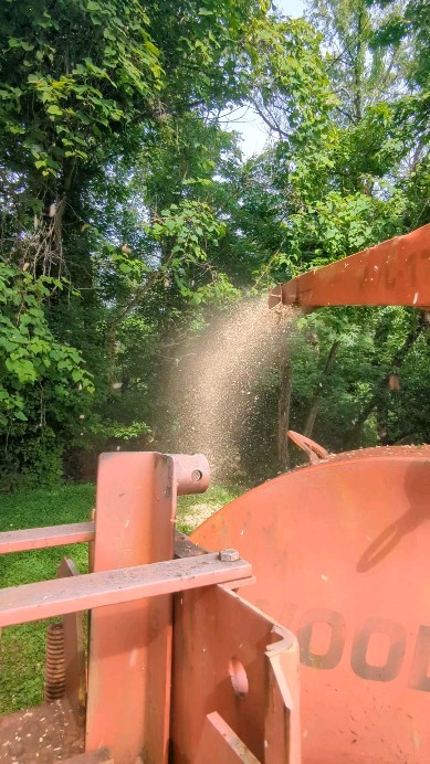 How much wood could a wood chuck chuck if a wood chuck could chuck wood?
#treeservice #treeremoval #treepruning #stumpgrinding #arboristsofinstagram