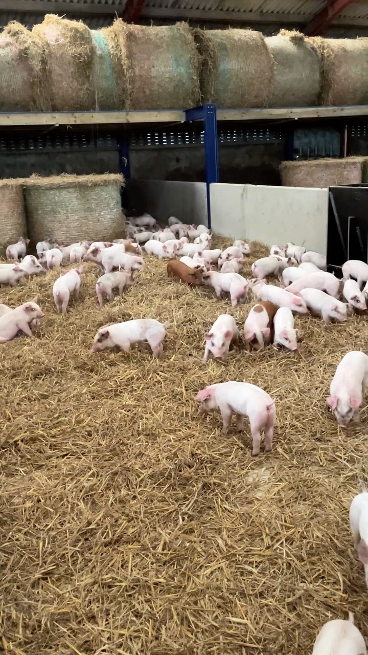 We’ve had a busy day today…as well as a changeover at The Stables we’ve also welcomed lots of little piglets to the farm 🐖
#behindthescenes #farmlife #piglets #piggies