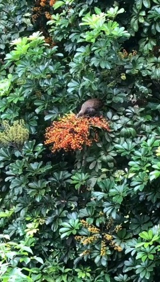 Na trilha do Sol tem muita vida natural para observar, como a ave Aracuã, comum na Praia do Rosa.
A natureza convida para curtir dias mais quentes na Praia do Rosa
Condomínio Aldeia dos Anjos do Rosa
48 99949 1971
www.aldeiadosanjosdorosa.com.br
#aldeiadosanjosdorosa #Curitiba #florianopolis #imbituba #praiadorosa #sc #santacatarina