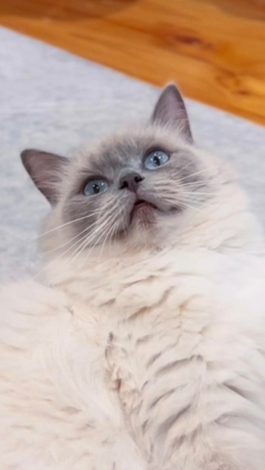 No touchy touchy! 🤪🐾
Our cheeky chocolate mitted girl is available for reservation✨
#cute
Purrsace Ragdolls
GCCFV registered, Source# RB109735
DM for any enquiries
#ragdoll #ragdollsofinstagram #ragdollsofaustralia #ragdollcat #ragdolllove #cats #kitten #kittensofinstagram #catsofmelbourne