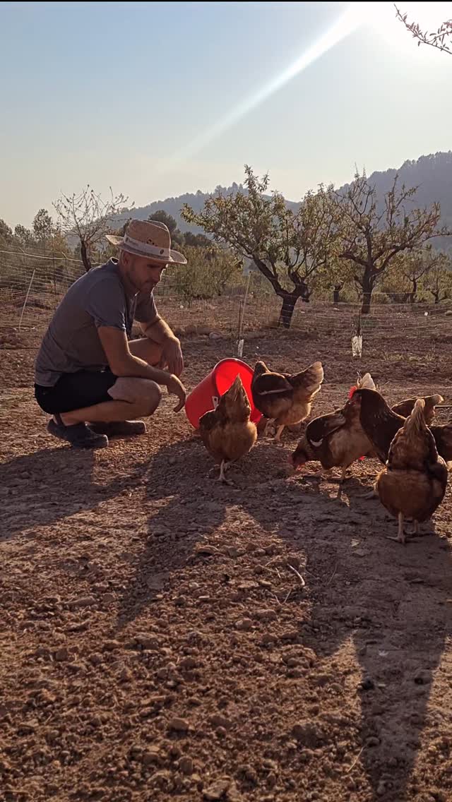 Qué bien nos sentimos cuando vemos que cada vez sois más los que os preocupais por vuestra alimentación, apostais por productos de cercanía y sostenibles, os preocupa el bienestar animal y el cuidado de la naturaleza y ayudáis a que este mundo funcione un poquito mejor.
Gracias por elegirnos. Nosotros seguiremos apostando por esta forma de vida y por llevaros a casa nuestros huevos frescos de gallinas que viven con el mayor bienestar posible en la montaña. 😊✨️
#huevosecológicos #huevosgallinacastellananegra #huevosgourmet #vidarural #huevosgallinamurciana #alimentscionconsciente