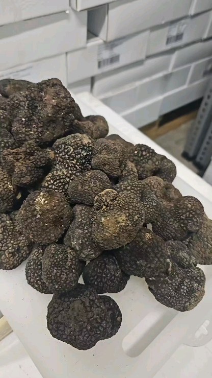Fresh Truffle directly from Italy