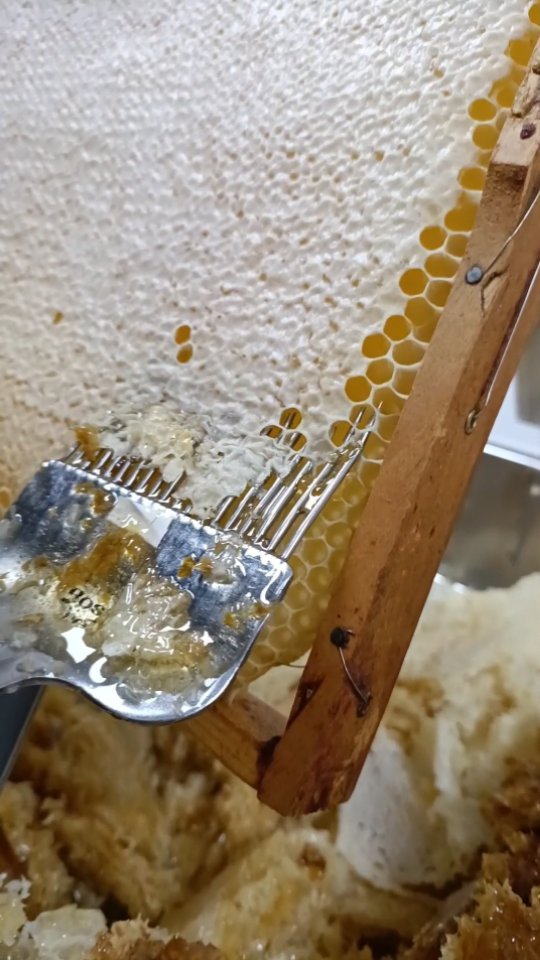 Am Samstag und Sonntag stand die Honigernte und das Schleudern an. Wir hatten viel Spaß bei dieser klebrigen Angelegenheit und sind den Bienen dankbar für den tollen Honig!
#imkerei #kolpingjugendaachen #kolpingjugend #honigbiene #honigschleudern