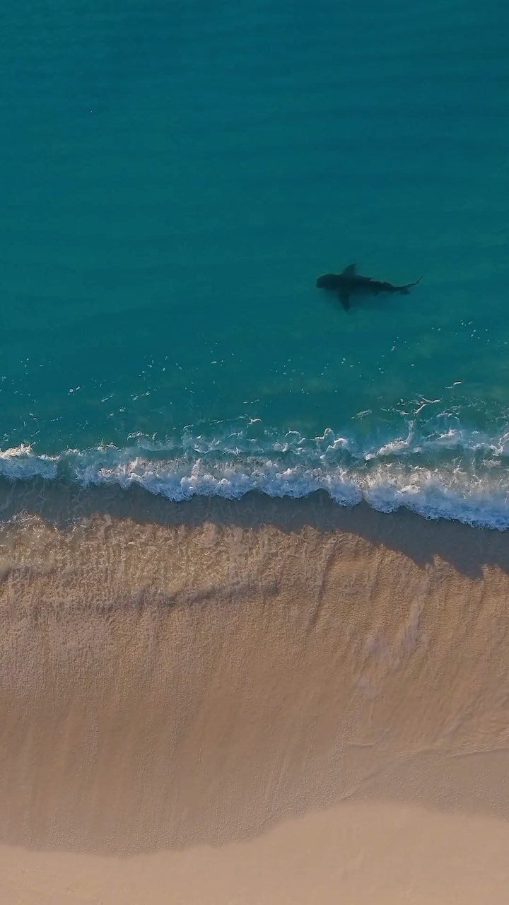 There is a good chance if you have been in the ocean you have swam with a shark! Bull sharks cruise the beach around sunset searching for prey. We are not on their menu !!! Filmed on a Mavic 2 pro. @sharkeducation @underwatercameraman @natgeo @biminiscubacenter @rocktheocean @bornofwater @natureismetal @nature_caribbean @thequalifiedcaptain @naturescentre @wildlife #dji #drone #bull #bullshit #bullshark #beach #travel #wanderlust #wildlife #nathistory #drones #mavic2pro #sharkbeach #sharkeducation #bahamas #florida
