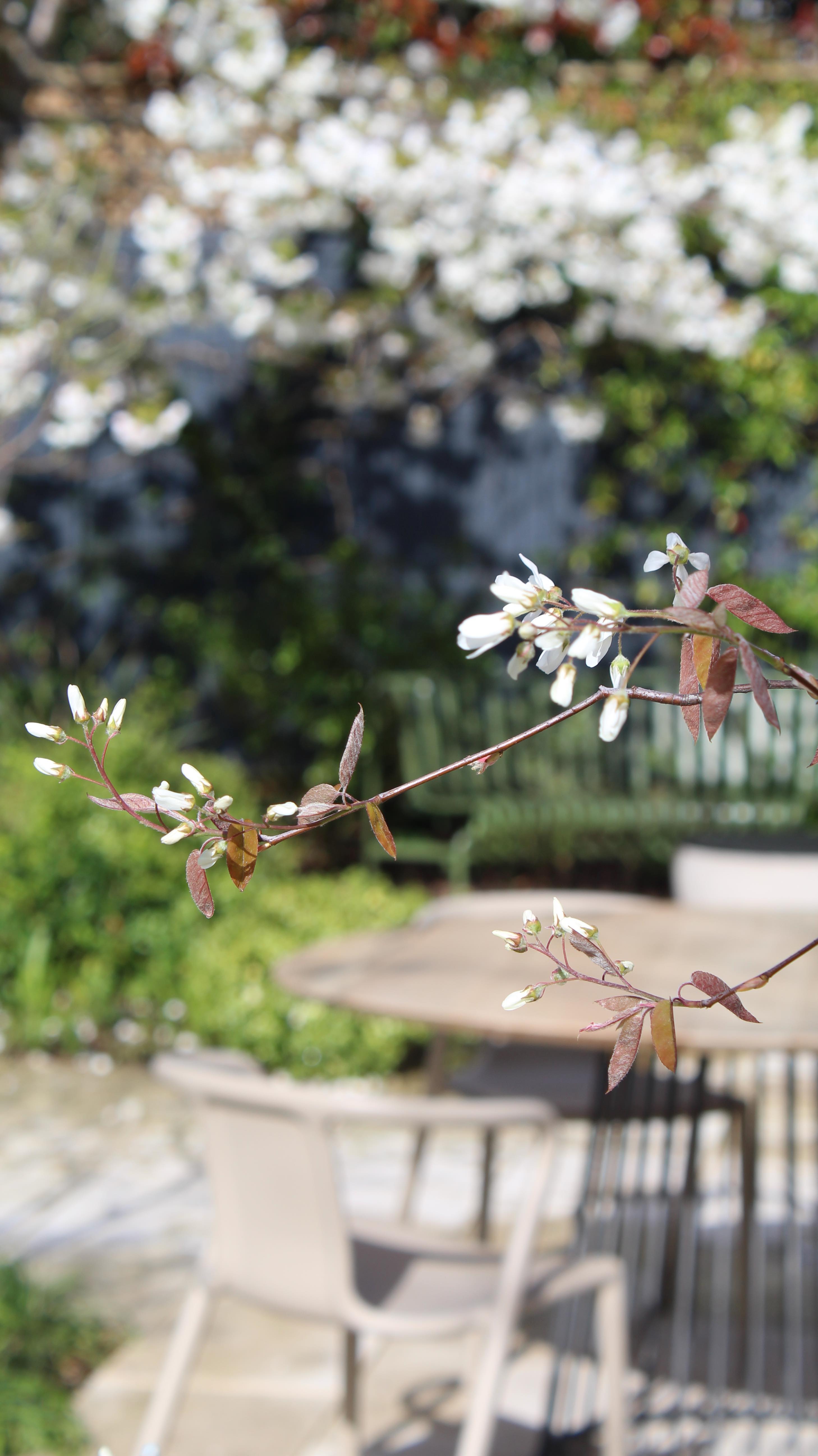 It’s like a dance between the Amelanchier x lamarckii and the white prunus. It’s a lovely combination this time of year. 🤍🫠