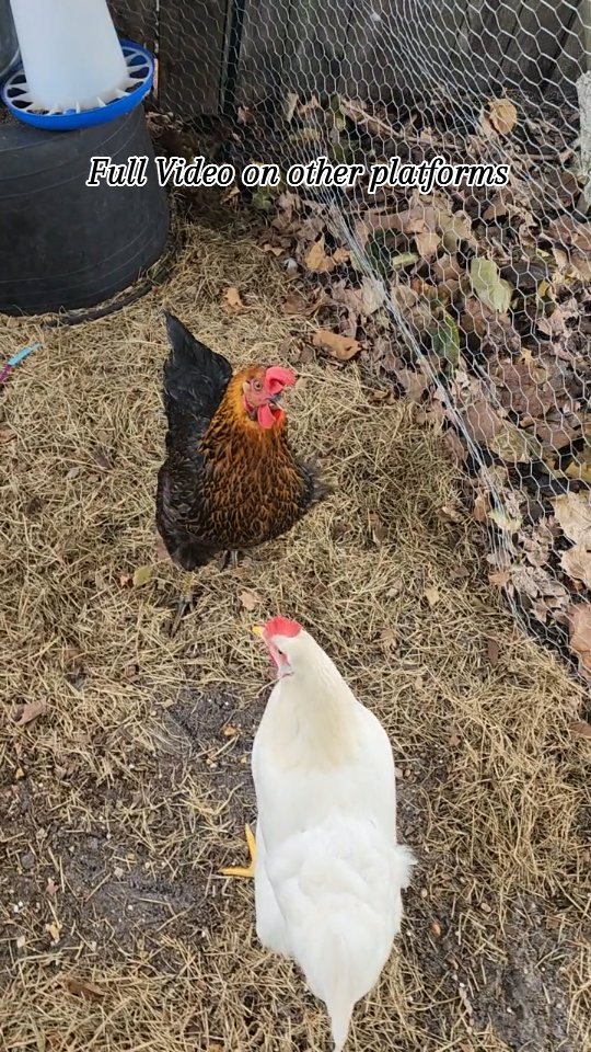 Love my chickens. #yardeggs #holisticwellness #chickens #costofeggs