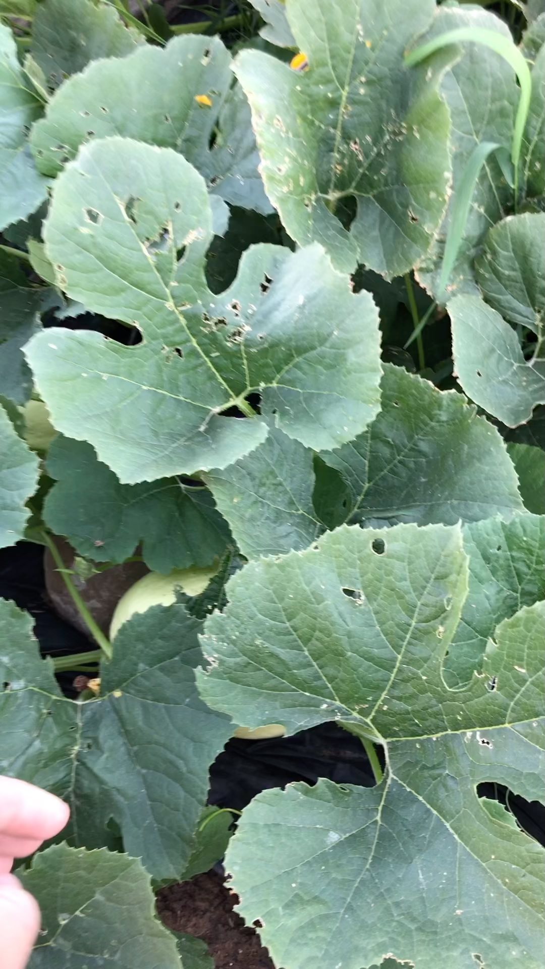 What a great year for squashes! This spaghetti squash is still green and growing.
#farming #sustainablefarming #farminglife #naturalfarming #farmingpics #regenerativefarming #smallscalefarming #biodynamicfarming #familyfarming #farmingagphotos #ecofarming #womenfarmers #womanowned #womeninag #farmerlady #familyfarm #soilbuilding #pastureanimals #smallfarm #smallagriculture #feedingcommunity