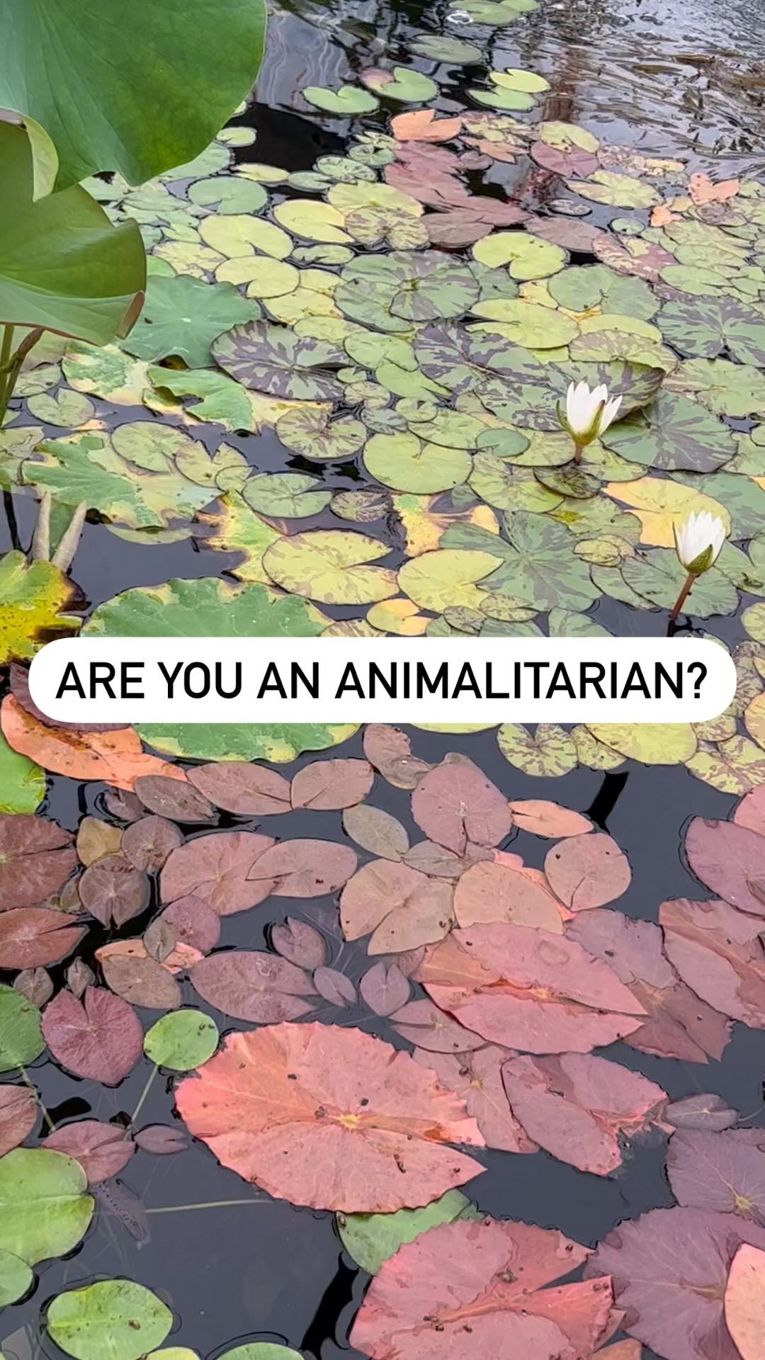 Are you an Animalitarian? Follow @animalitarian to discover. #humansforanimals #bekindtoallkinds #alllifematters #saveanimalslives #veganforlife #veganfortheplanet #veganforanimals
#wildlifeconservation #animallovers #animalloversofinstagram
#respectwildlife #bekindtoanimals
#naturemakesmehappy
#naturereels #animalitarian