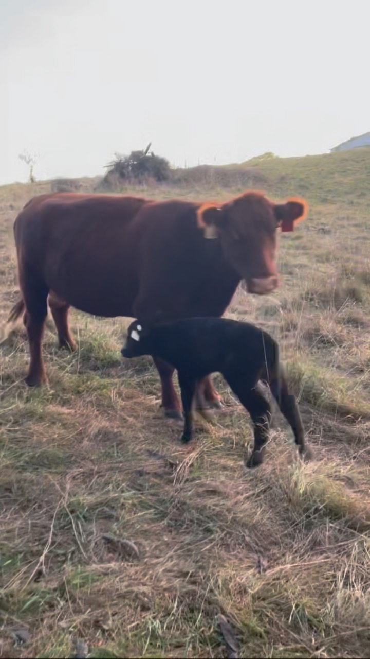 T is loving having some big kid responsibilities on the farm! Up now: tagging the new babies 🐮🐮🐮
