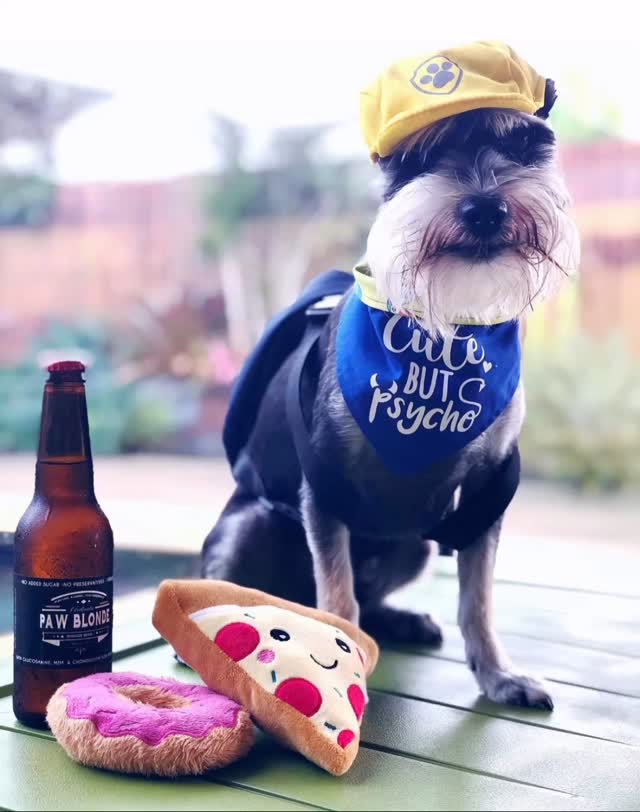 It’s 12 o’clock somewhere right 😍😍😍😍 #pawblonde #dogbeer #catbeers