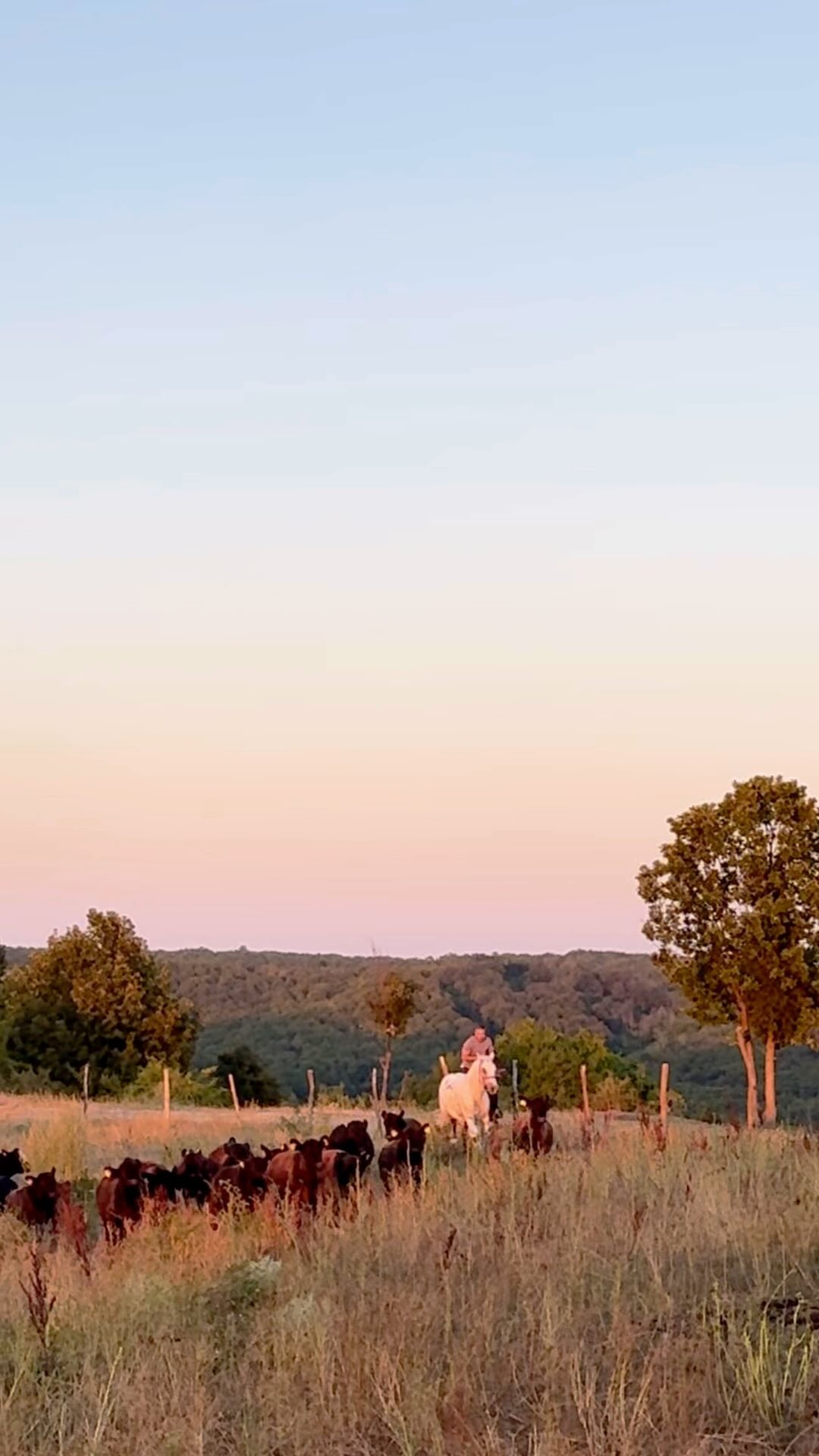 Baby calves and the cowboy 🌳🌿🌱 Lord (the white horse) is pretending to work. That’s how moving the calves from one pasture to another looks like at our 100% grass- fed Angus farm 🤍 #100grassfedbeef #regenerativefarming #countrylife #wildromania #cleaneating