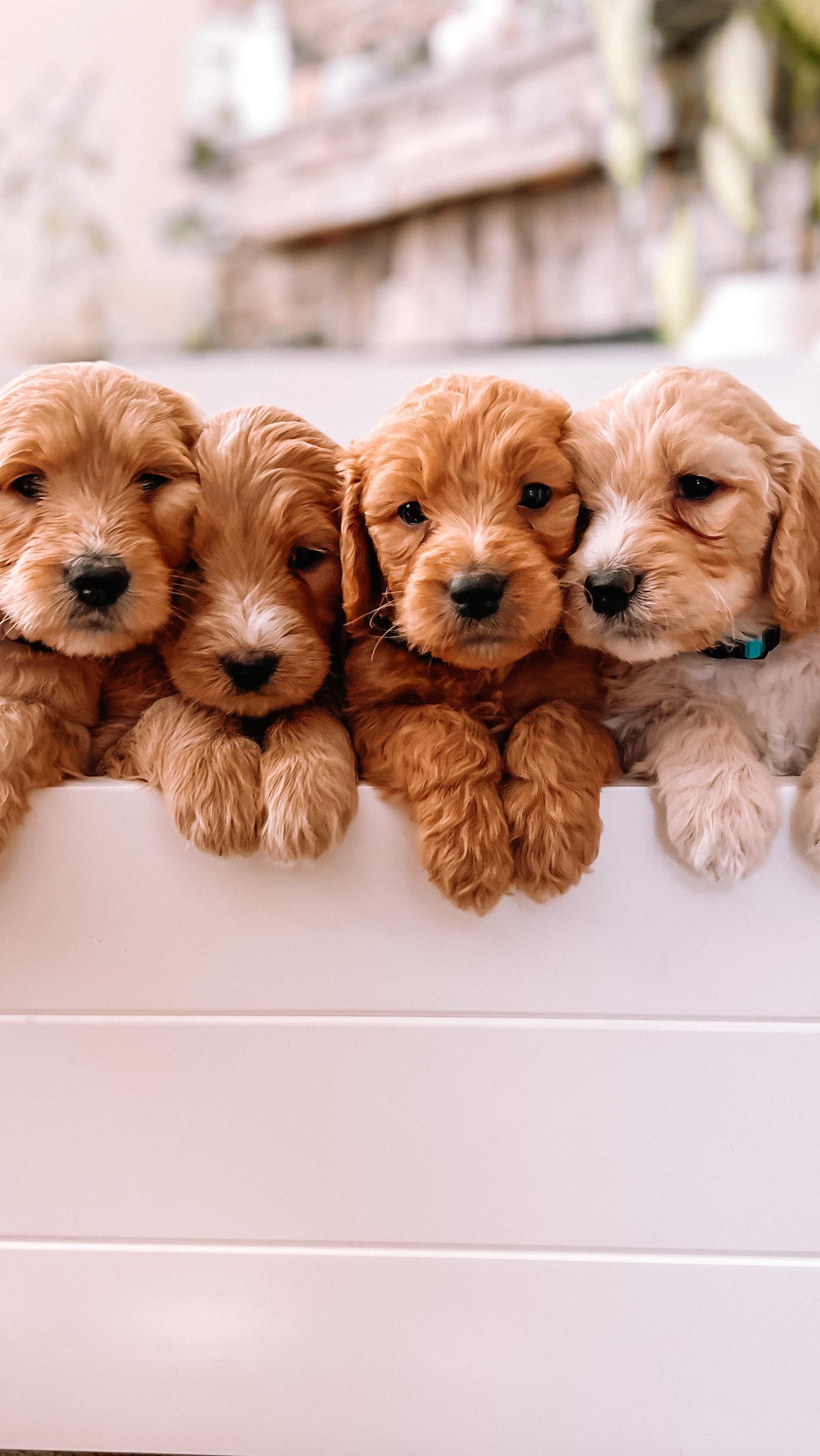 When you have to get 10 puppies into their playpen, it’s best to make it fun 🐾🐾
.
.
.
#goldendoodle #goldendoodlepuppy #goldendoodlepuppies #puppyplaytime #doodlesofinstagram #westcoastgoldendoodles