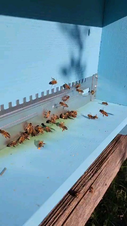 Good morning from our paradise! Turn up the volume to hear the goodness! I find the buzzing sound of bees therapeutic.
The hives we started are healthy and thriving. We are looking forward to sharing our honey with our guests, maybe a demonstration if anyone fancies?
#italy_vacations #beekeepers #rometravel #romecountryvilla