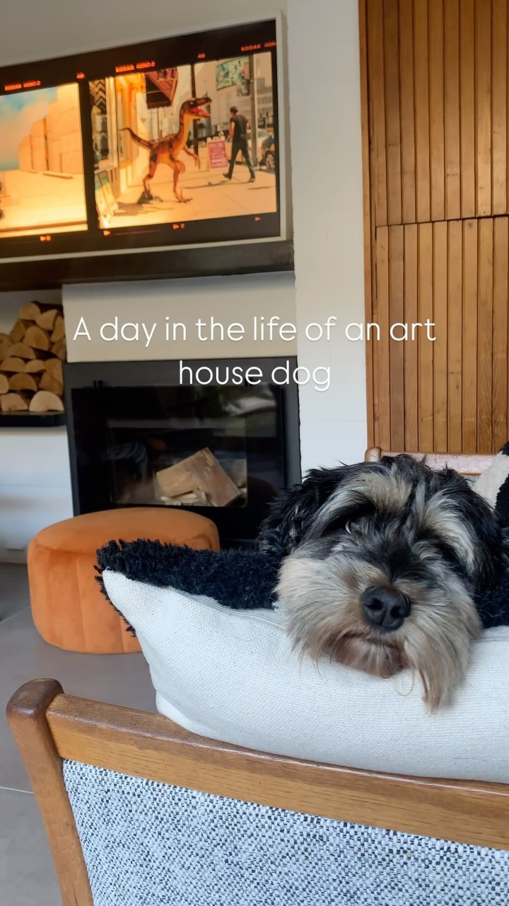 Just hanging out in the house…
#Maple #belfast #belfastarchitecture #dogs #theworldismyoyster #notallowedonthesofa