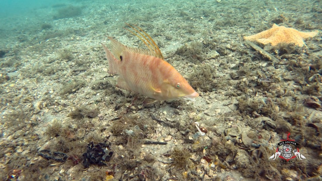 🐟🐠Great dive with friends at the BHB!!!!
Kent Island Scuba @redanchordivers Kent Island Scuba
#DiveNAUI #NAUIWorldwide #diveboat #RedAnchorScuba #PalmBeach #scuba #scubadive #scubadiving #diving #scubaspecialty #adventure #experience #florida #stuartfl #Jupiter #travel #Dive #summeradventures #mypalmbeach