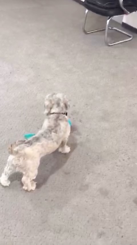 يوم الخميس الجميل! 😍🌸 نهاية اسبوع سعيدة من الرعاية النهارية في ديزيرت منقل 🐾🐶
Weekending! Happy Thursday everyone 😍💥 We wish you all a wonderful weekend from DESERT Mingle Daycare 🐾🐶
#saudiarabia #desertmingle #reelsinstagram #رعاية_الكلاب#الرياض_الان