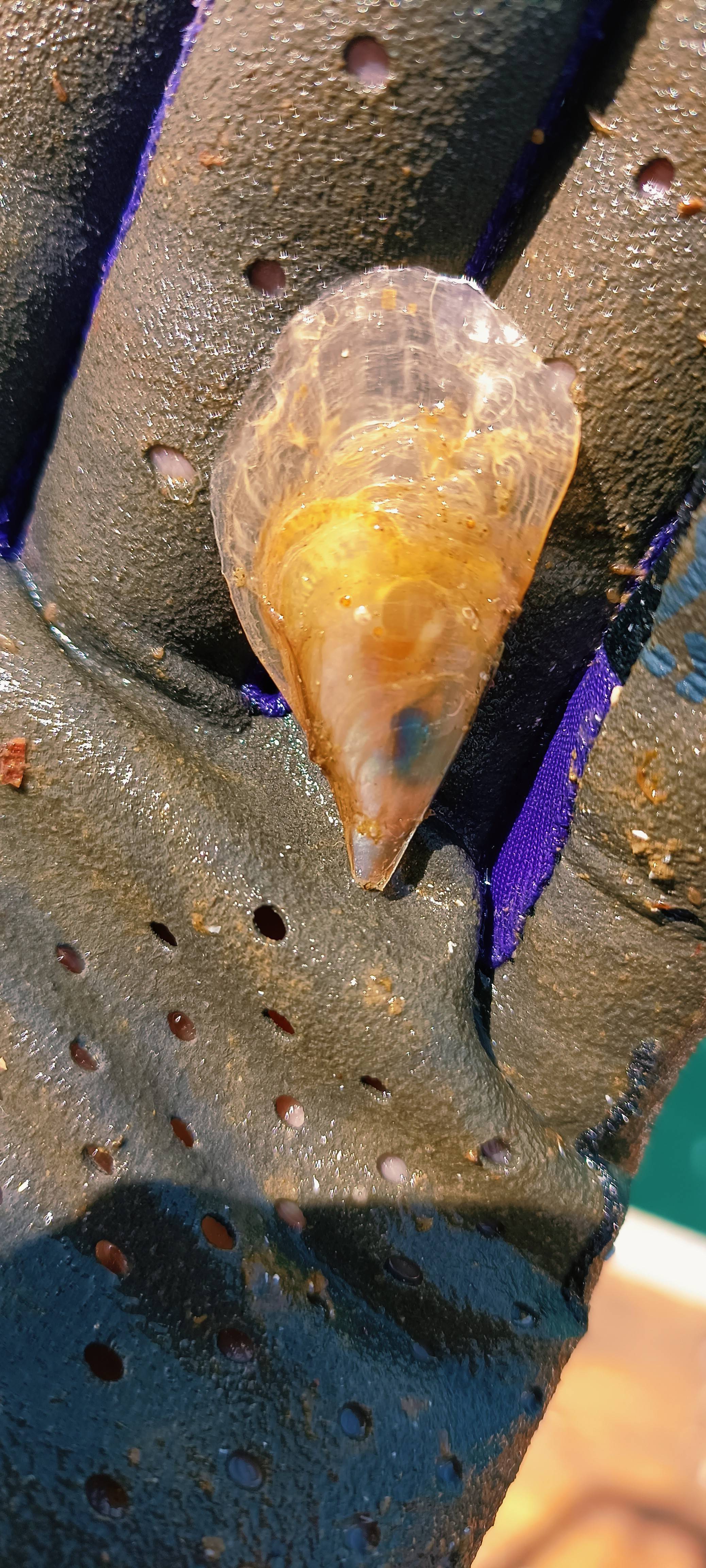 Qué alegría cuando entre nuestras botellas veo aparecer esta belleza! larva de Pinna creciendo al amparo de @escaramujowines , un bivalvo en peligro de extinción
#pinna #pinnanobilis #escaramujowines #bodegasubmarina