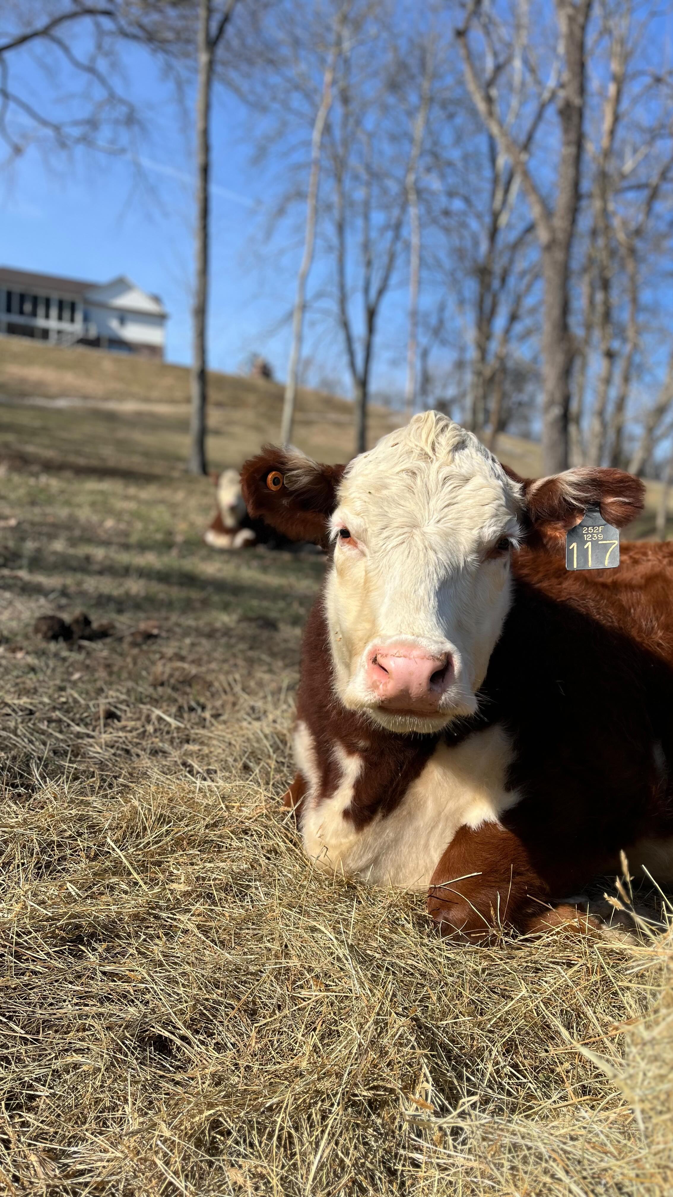 Who got out this weekend????
Just a little recap of Lasater Homestead this weekend!
#farmlife #cows #farm #animals #bulls #herefords #christianfamily #activities #outdoors #landscape #weekend #weekendvibes