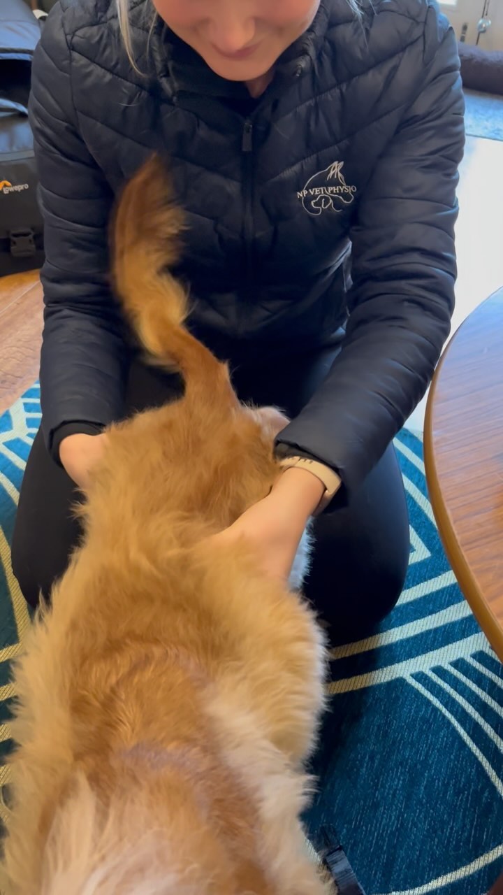 Jesse is hired as official uniform polisher ๐ I love a waggy tail and Jesseโs sheer enthusiasm for life ๐งก
#vetphysio #npvetphysio #caninephysio #dogphysio #dogsofinstagram #caninerehab