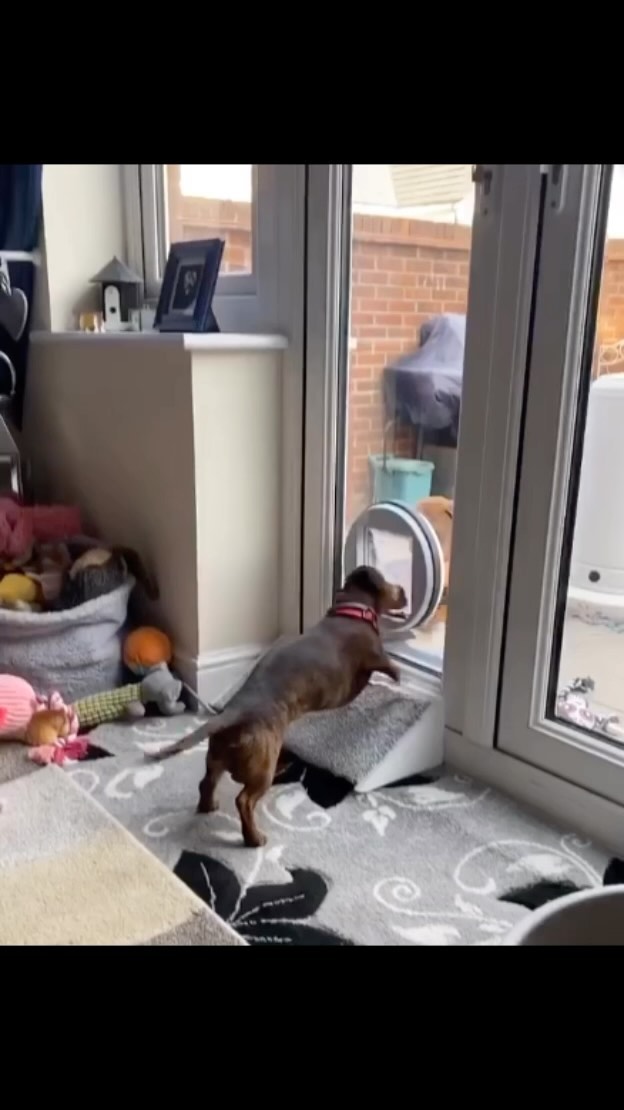 cat flap installation
Call us on: 07754540000
#cat #catflaps #catflap #catflapinstallation #installation #london #dogsofinstagram #dog #doglover #doglife #dogs #dogflap #londonlife #londoncity #londondiaries #northlonson #sunset #petdoor #petxare #petcare #dogcare #catcare #emergency