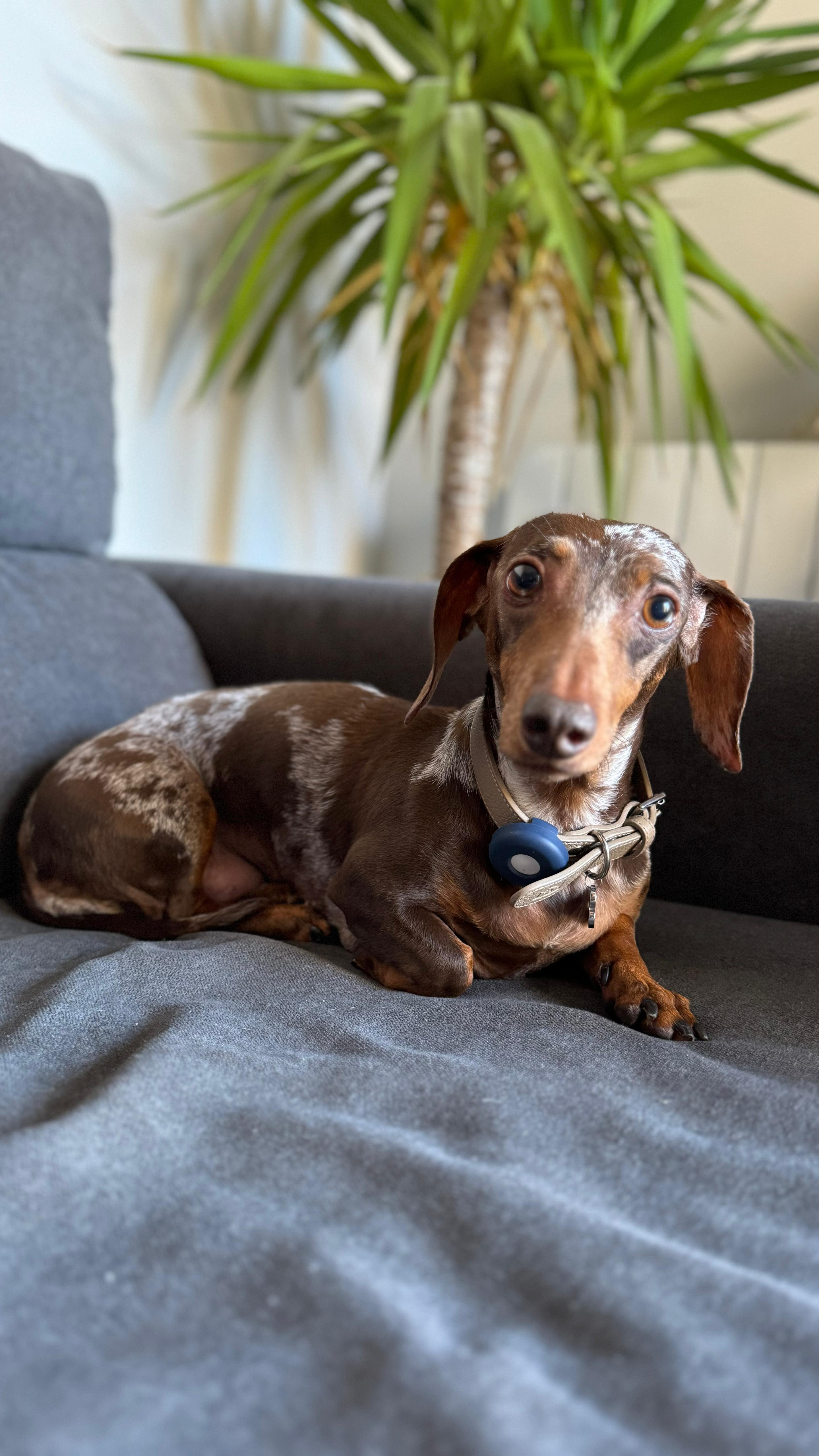 AMAMOS esos salticos de felicidad de Amy 😍🥰❤️🐶
¿Ustedes también hacen esos salticos de felicidad? 😁
Feliz domingo 🐾
#dogcarebarcelona #dogsitting #petlovers #petfriends #dogcare #petsitterinbarcelona