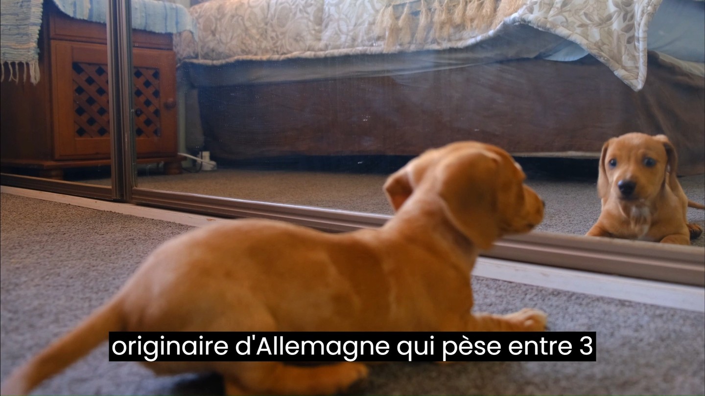 Connaissez- vous le Teckel à poil ras ?
Pour connaître l'actualité de l'entreprise n'hésite pas à t'abonner et/ou à t'inscrire à ma newsletter sur www.lroocket.com
#racedechien #teckel