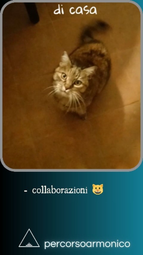 Dopo sti video impegnati ci vuole anche un bel video classico di gatti!
Questa gatta è della proprietaria del posto dove abito, ma fin dal primo giorno mi ha trovato simpatico, quindi ora sono il suo aggeggio per pettinarsi il pelo 🙂
#unaltrovideodigatti #vicinipelosi #boiadèh #storiedigatti❤️ #gattistranineabbiamo #gattifannocose #gattobuffo #gattolove #gattotigrato #gattocurioso #petthecat #strangecat