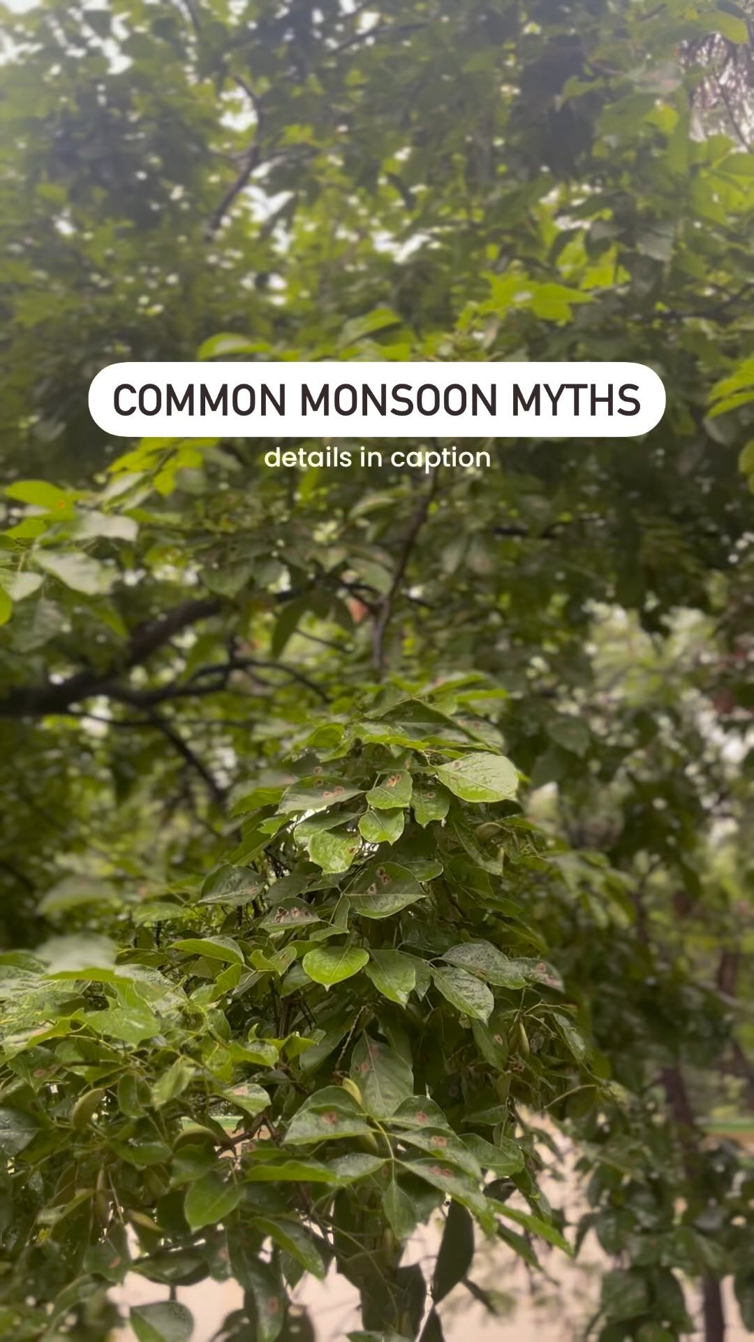 COMMON MONSOON MYTHS ☔️
1. Myth: Monsoon plants don’t need watering.
Reality: While rain provides water, the frequency and intensity can vary. Regular checking is essential.
2. Myth: No need for pest control during monsoon.
Reality: The humid conditions of the monsoon can actually increase the prevalence of pests and fungal diseases, making it important to continue pest control measures.
3.Myth: Pruning is not needed during the monsoon.
Reality: Pruning can actually help in controlling the size and shape of the plant and promote better air circulation, reducing the risk of fungal diseases.
4.Myth:Monsoon rainwater is always beneficial
Reality: Whie ranwater is generaly good fo LITY
plants due to its natural composition, acid rain or polluted rainwater can harm them!
5.Myth:You can’t sow seeds in monsoon.
Reality: There are many monsoon seeds one can sow to harvest the fruit in winter. They grow well if taken proper care.
Happy Monsoon Gardening!
#biocarveseeds #monsoongardening #monsoongardeningtips #monsoonseason #monsoon #monsoondiaries