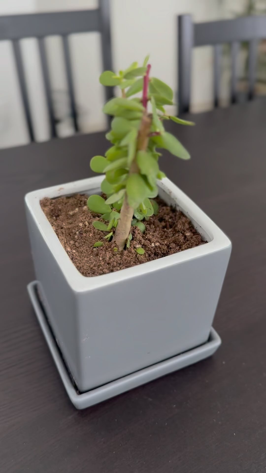 Nurturing growth, leaf by leaf. 🌿 Welcome to the family, little jade plant, finding your spot in a world of green. May your tiny beginnings unfold into a lifetime of lush, verdant splendor. #NewBeginnings #JadePlantJourney #TinyGreen #PlantParenthood #SucculentLove