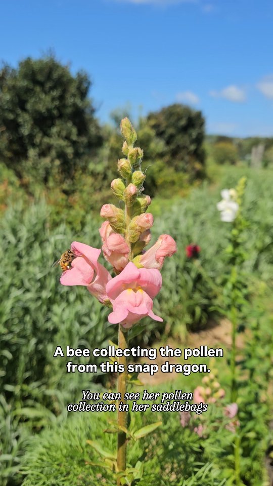 One of my biggest distractions in the flower field is bees! 🐝
As soon as I spot a bee, my camera is out and before I know it there are 5 videos and 20 photos on my phone of these incredible creatures. 🐝 ☀️🌹