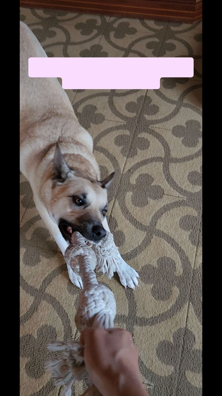 Meet Prince and Kota! Their owners asked us to watch them for a few hours while they attended an event and booked our Half-Day Visit.
During our visit, we played with them and hung out in the backyard.
Check out our website for more details on our in-home pet sitting and private dog walking services by visiting www.fourpawsandexotics.com. Contact us at (949) 510-3877 or info@fourpawsandexotics.com. #petsitting #dogwalking