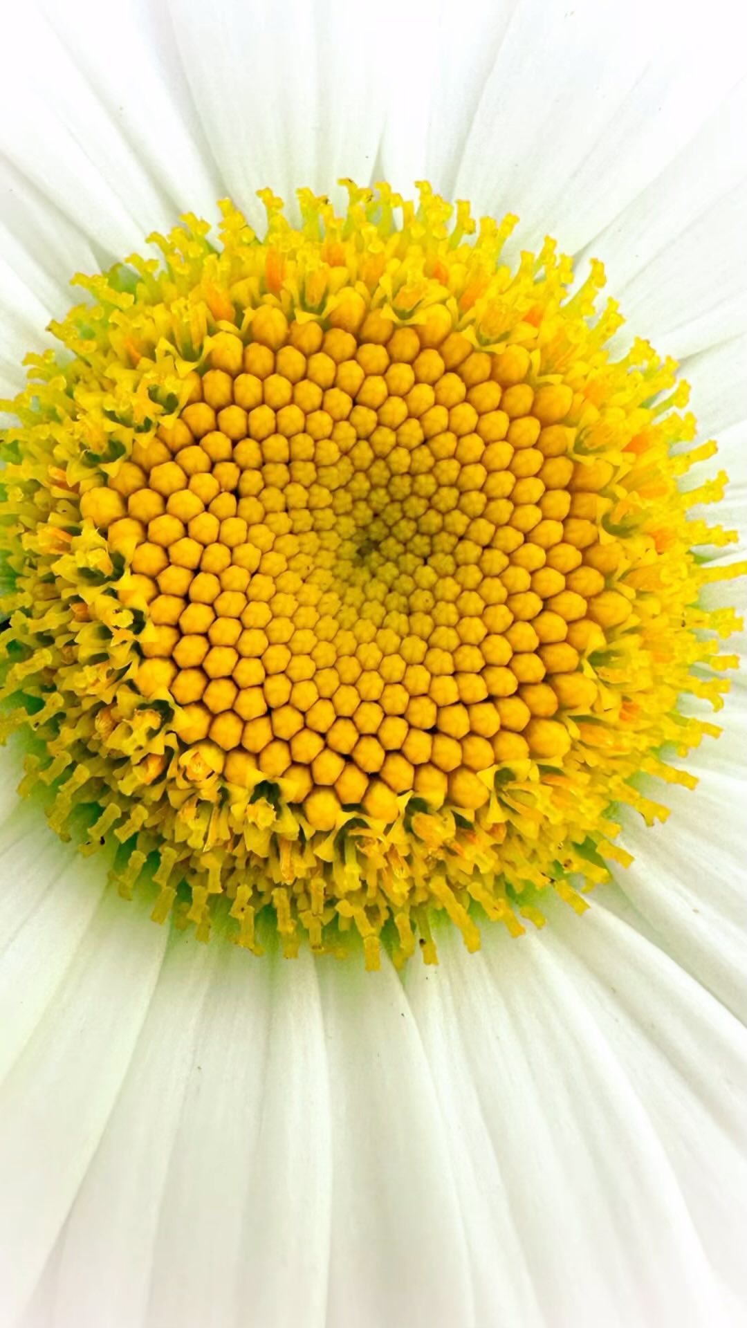 Photos from a nature walk…Gus always likes to be my accompaniment as he is very curious about everything just like me!
#summerinspirations #patterndesigner #surfacepatternlife #surfacespatterns #childrenspatterndesign #catsofinstagram #childrenswear #illustrationchildren #childrenillustration #flowerphotography #flowerlovers #artistdesigner #surfaceartist #immersion2024alumni #bonniechristine #naturewalk #minnesotaartist #cats #surfacespatterns #designinspiration