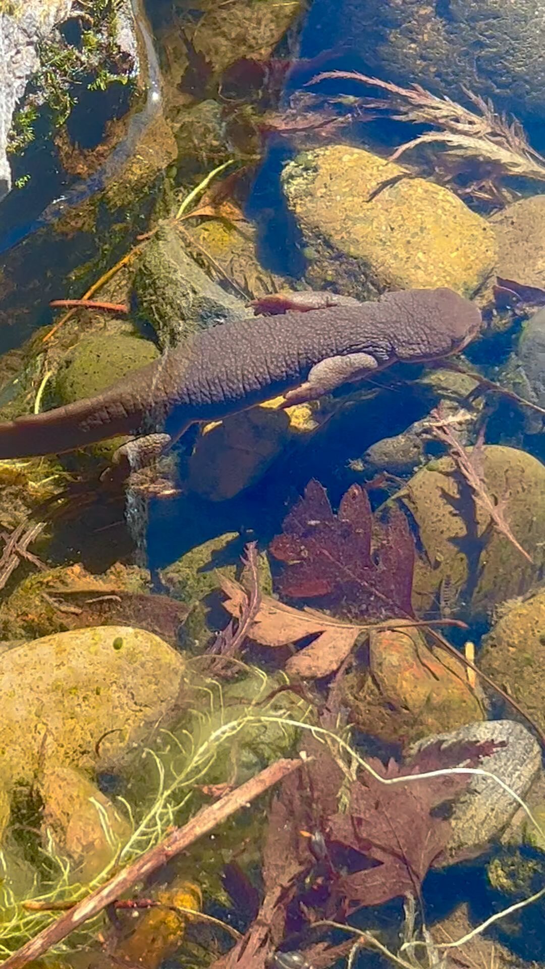 A slimy yet cute friend🦎
It brings me much joy to stumble upon amazing wild creatures, regardless of their size or species. I have been an animal lover since childhood and would spend entire days exploring the woods, hoping to find at least one creature. Back then, we didn’t have Google to help us identify animal species, so I would run home and look them up in the encyclopedia.
I haven’t seen a salamander since I was a kid. So, seeing one yesterday was quite fun.
Similar to butterflies, a healthy salamander population is a good indication of a healthy ecosystem. Most salamanders breathe through their skin, which makes them highly susceptible to toxic waste in the air, water, and land. Therefore, it is crucial to avoid polluting and using pesticides to protect these cool little sensitive creatures.
#salamander
#amphibian #watercreatures #cutecreature #wildlife #forestcreatures #animalitarian