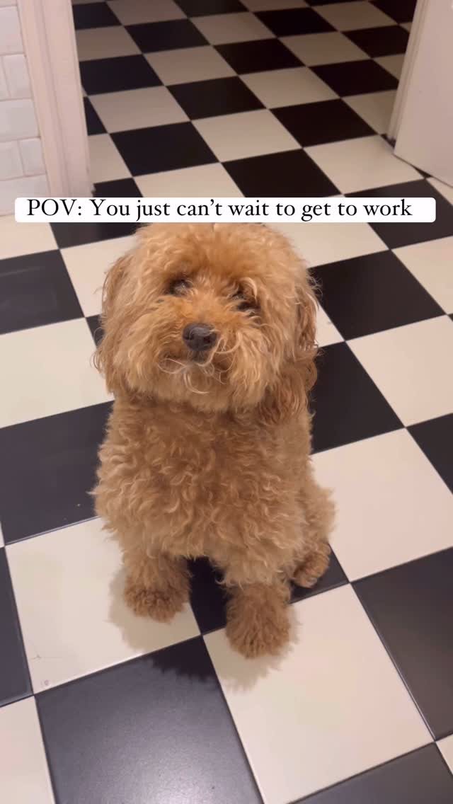 What could be better than starting every day in a bookshop?
#indiebookshop #bookshopsofinstagram #shopdog #barcelona